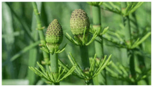 SHAVEGRASS
