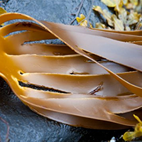 Fucoxanthine