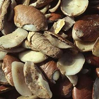Irvingia gabonensis
